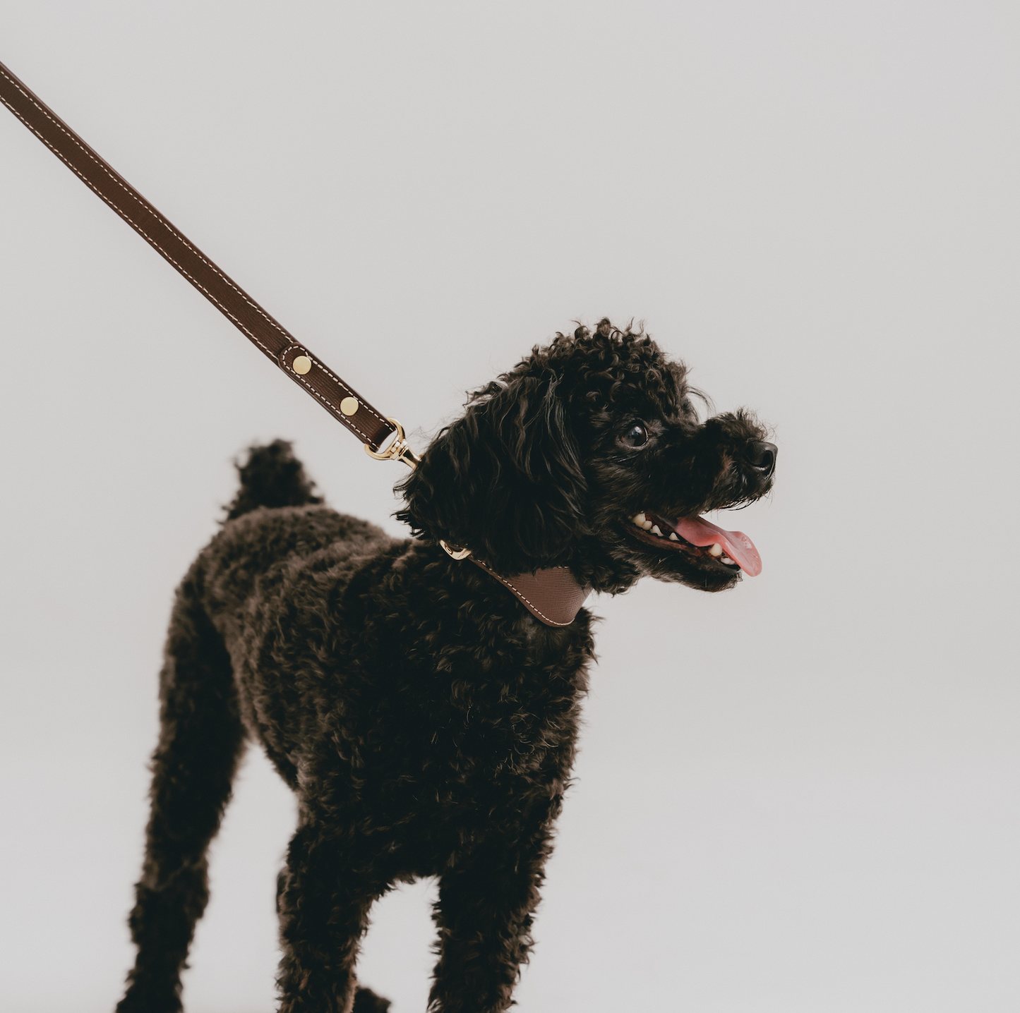 クラシック ワイド幅首輪&リーシュ / ダークブラウン S