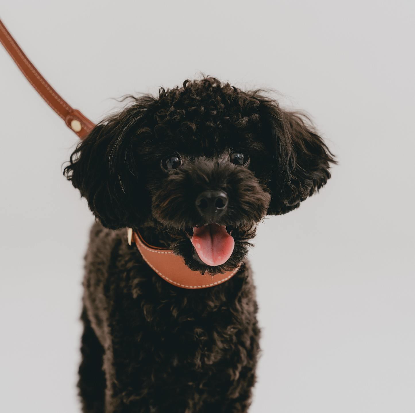 Classic wide dog collar & leash, Caramel S
