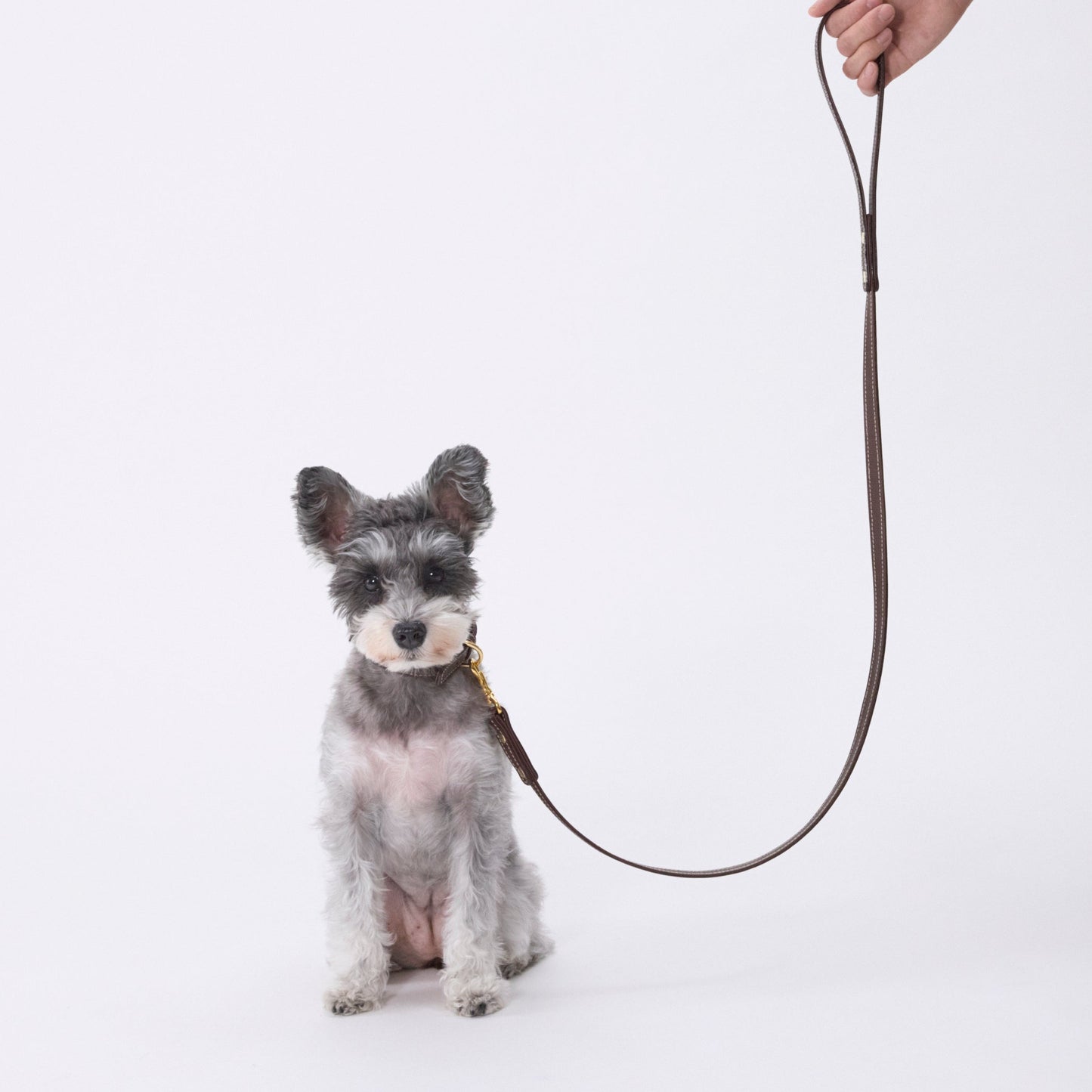 Classic standard dog collar & leash, Dark Brown S