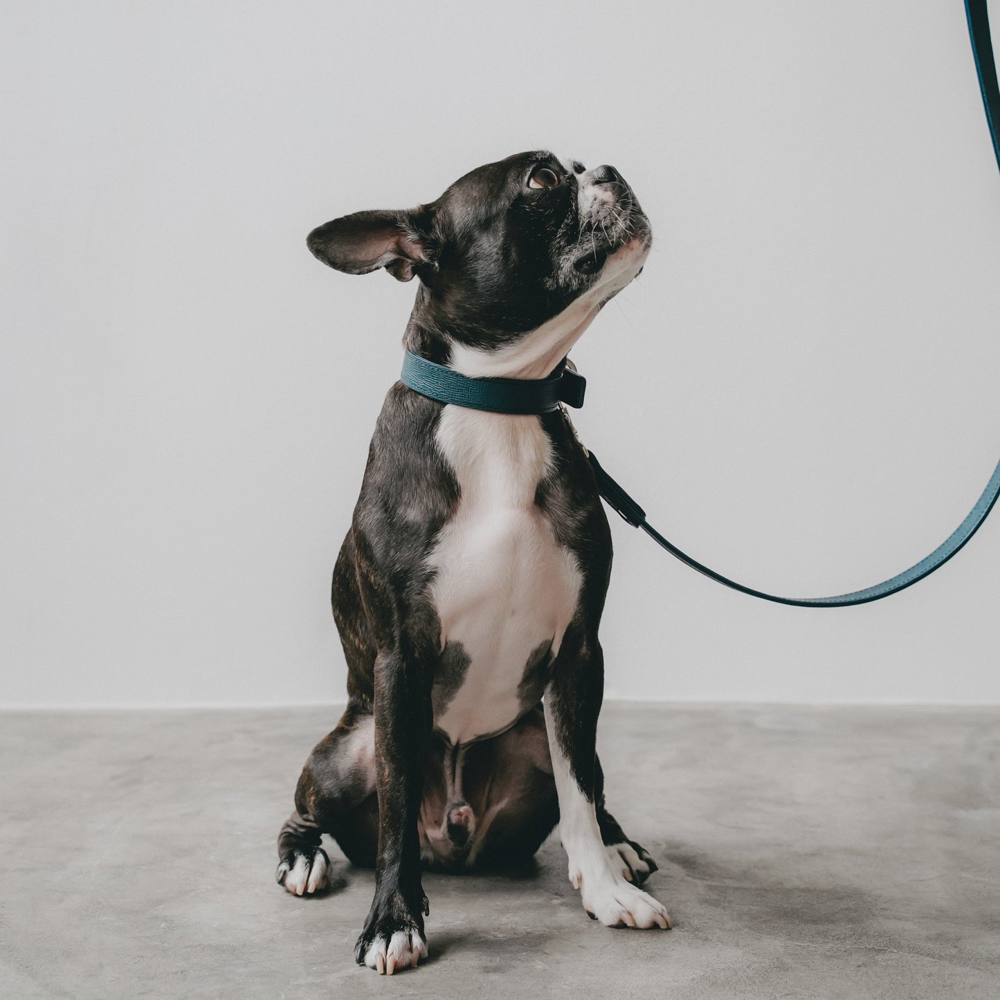 Classic standard dog collar & leash, Cobalt Blue M