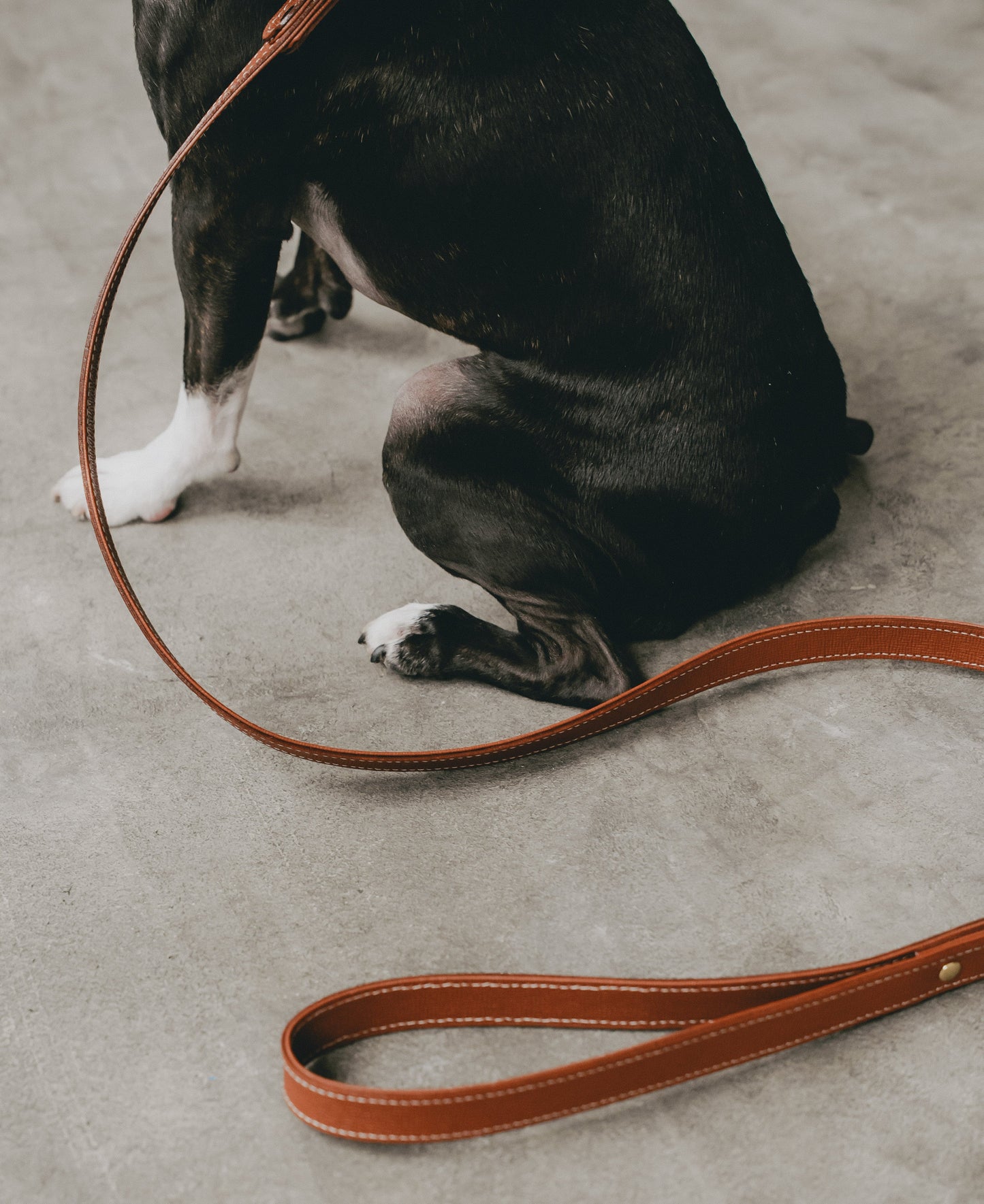 Classic standard dog collar & leash, Caramel M