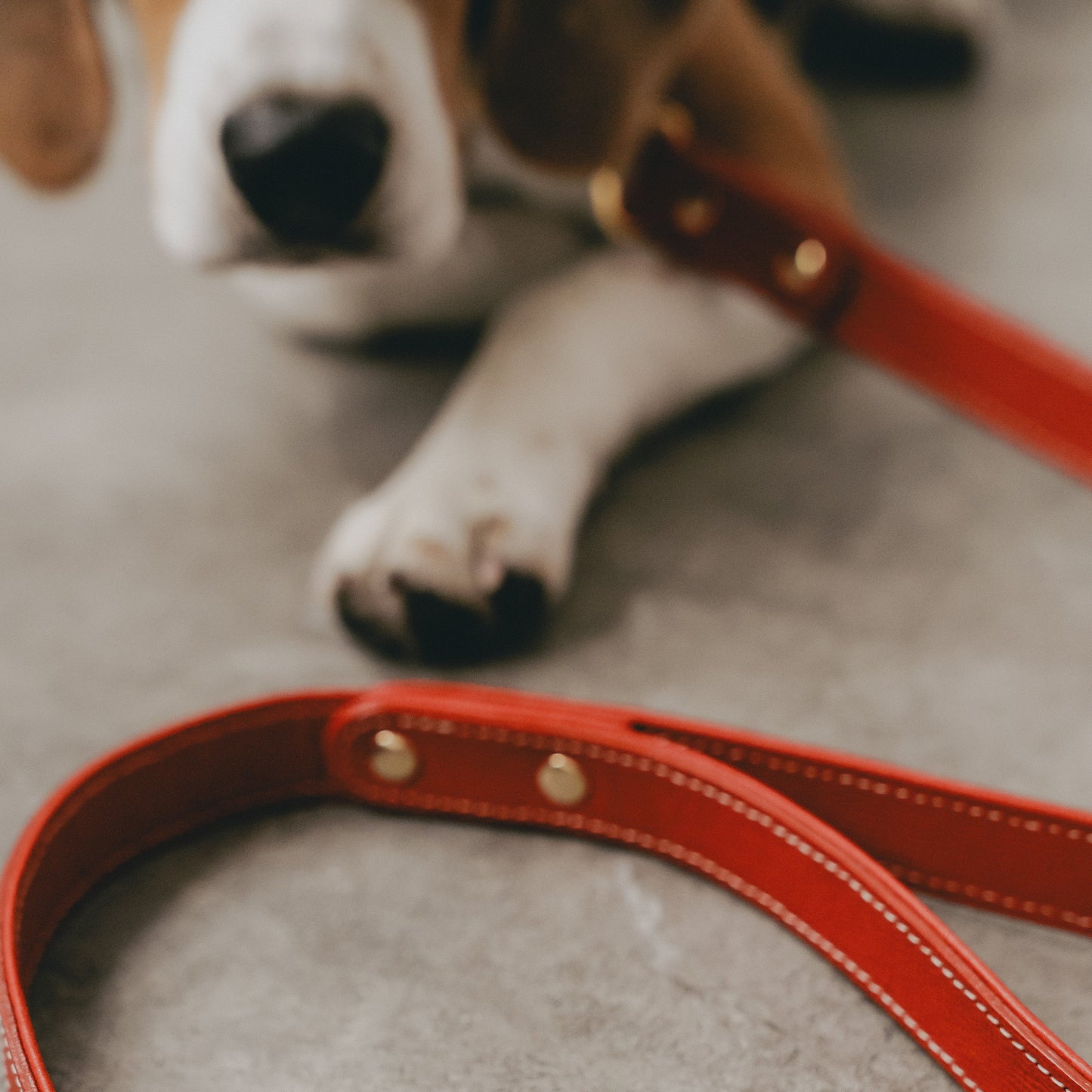 Classic standard dog collar & leash, Rosso M