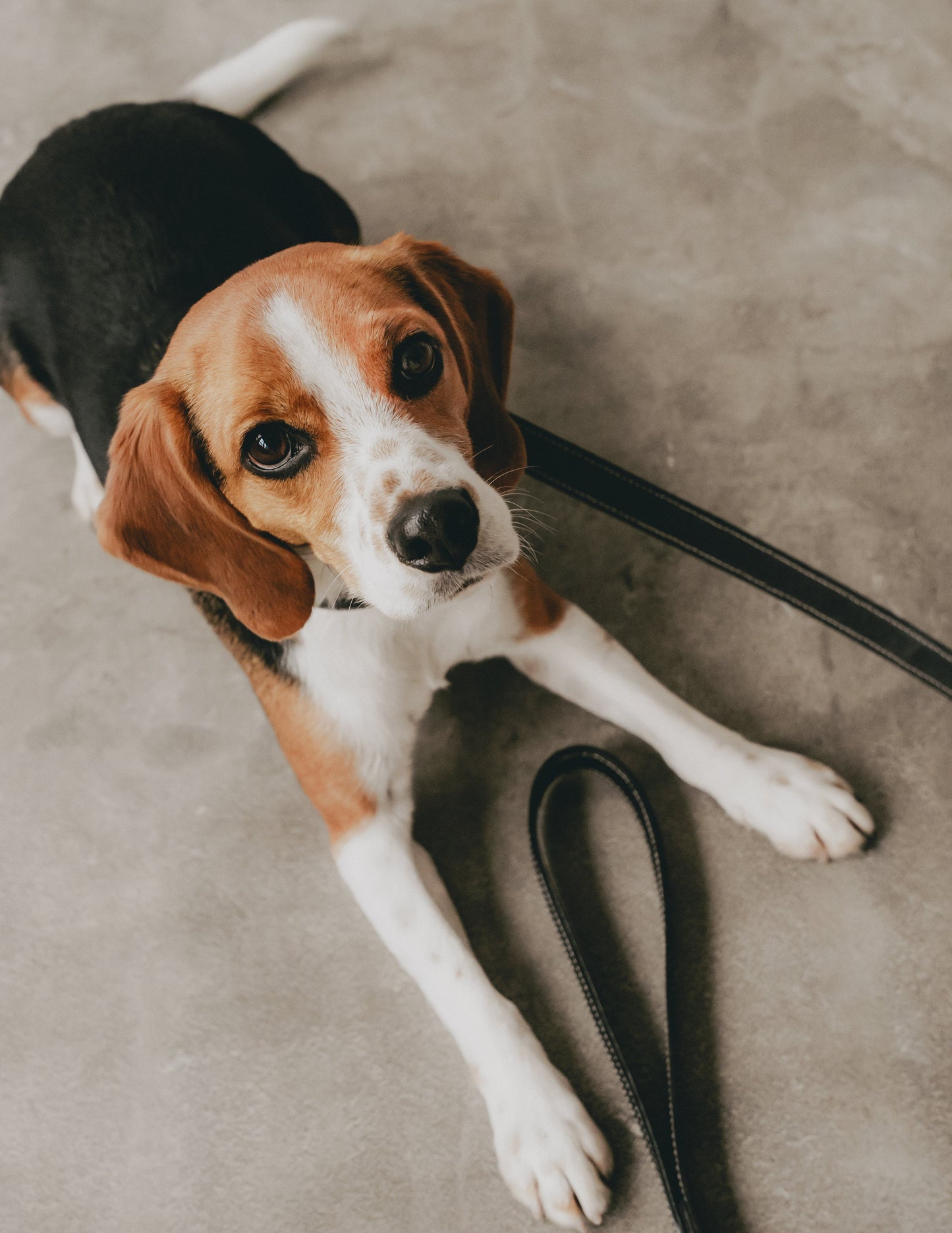 Classic standard dog collar & leash, Black M