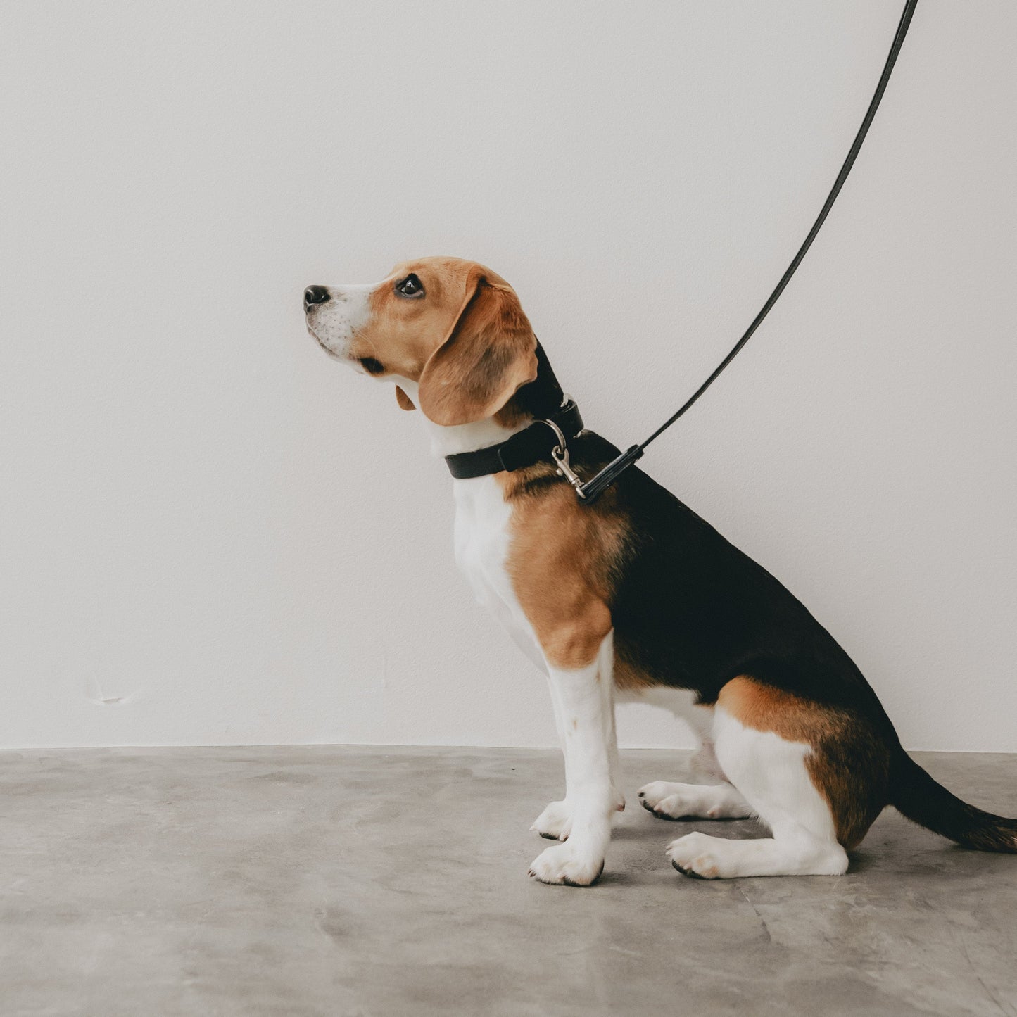 Classic standard dog collar & leash, Oceano (Navy) M