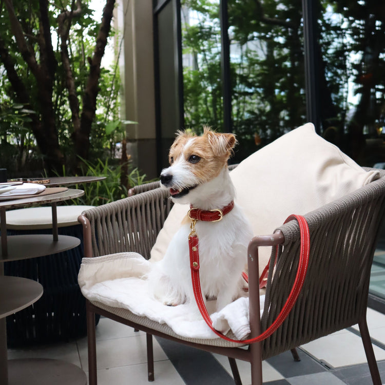 小型犬向け 「スタンダード幅」 首輪&リーシュ