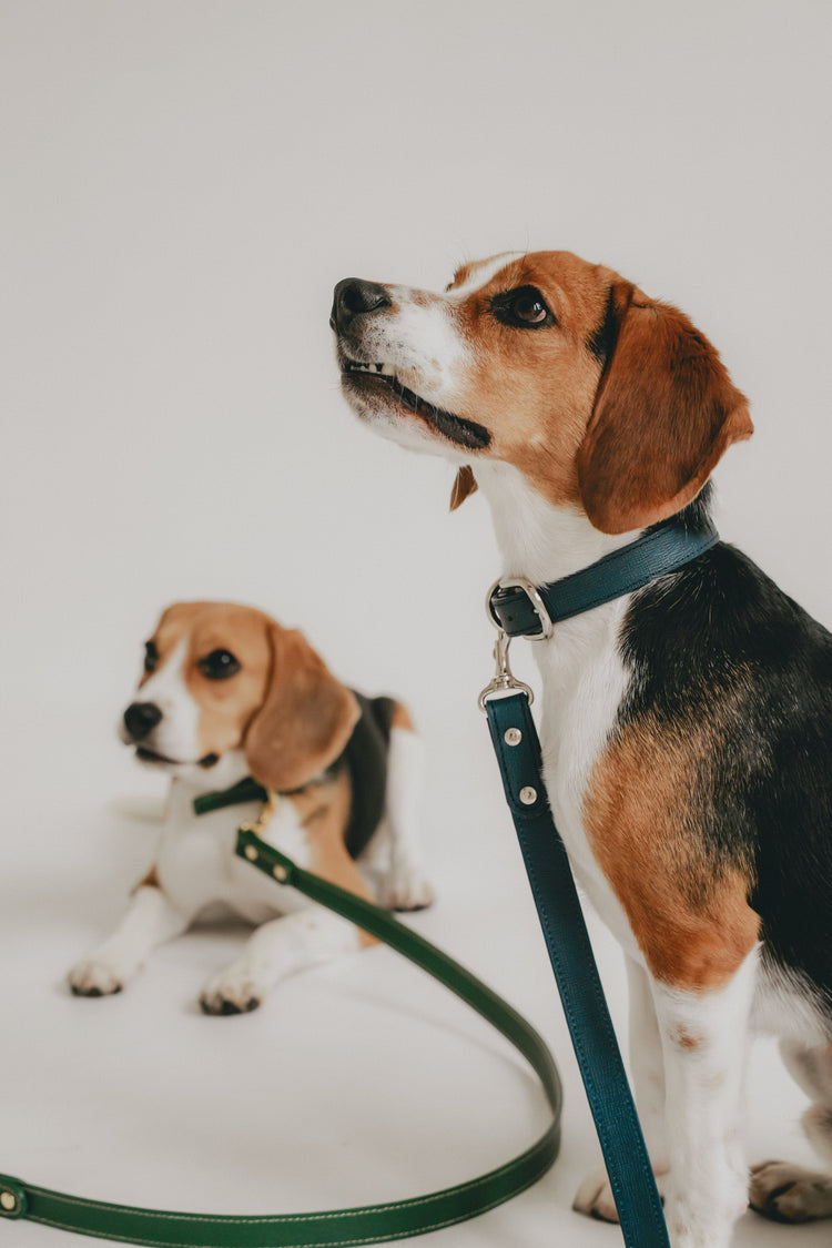 中型犬向け 「スタンダード幅」 首輪&リーシュ
