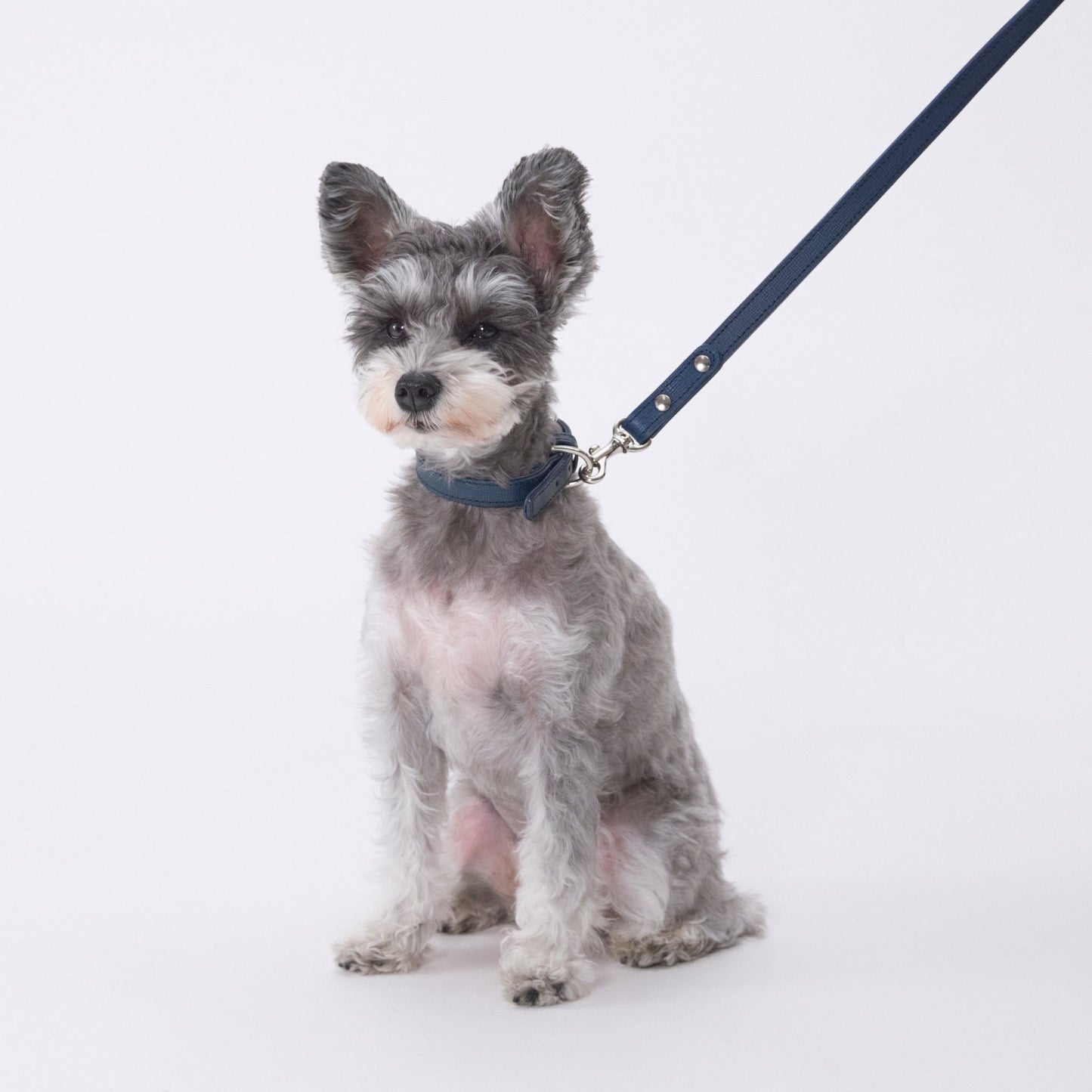 Classic standard dog collar & leash, Cobalt Blue S