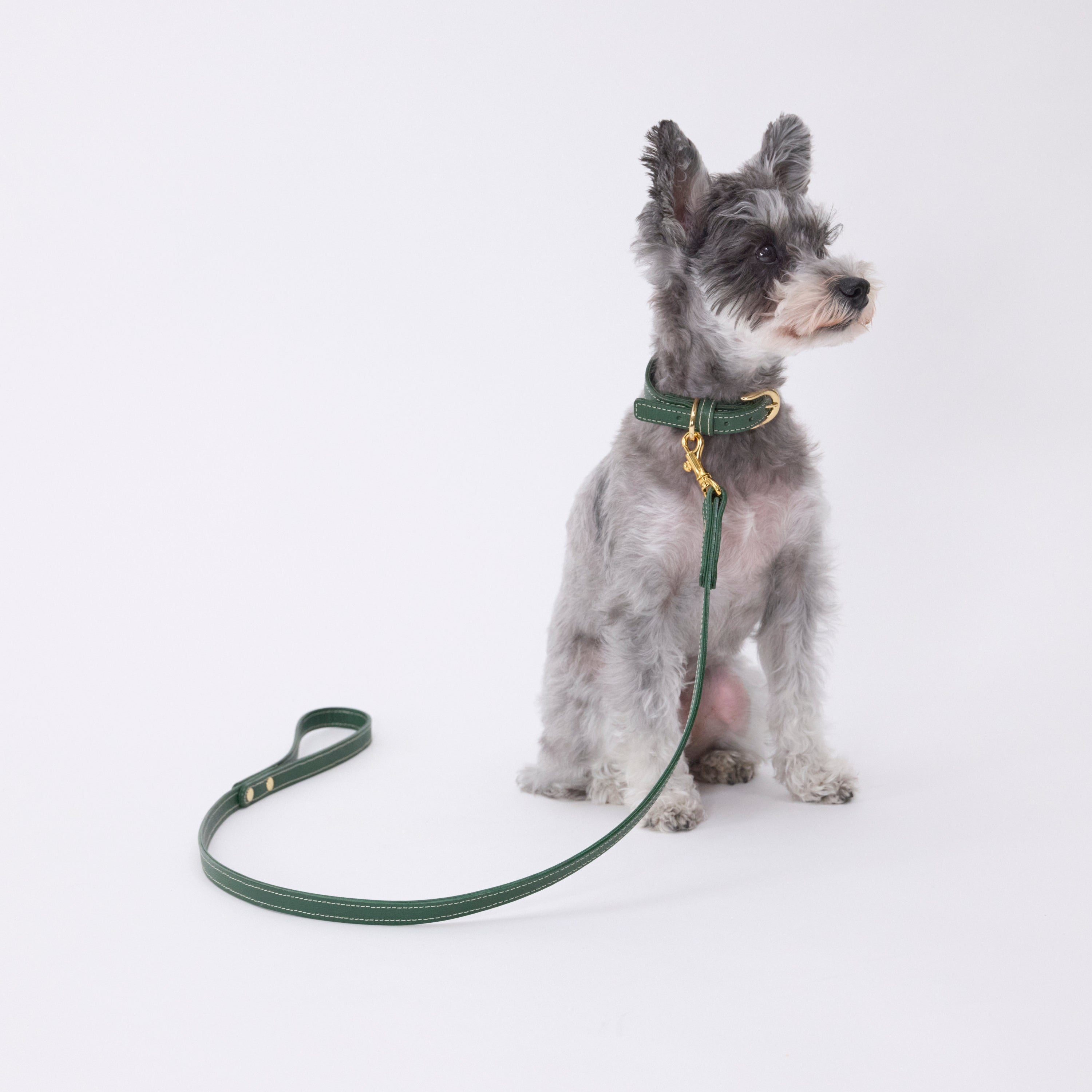 Classic standard dog collar & leash, Green S – STELLA GREYHOUND