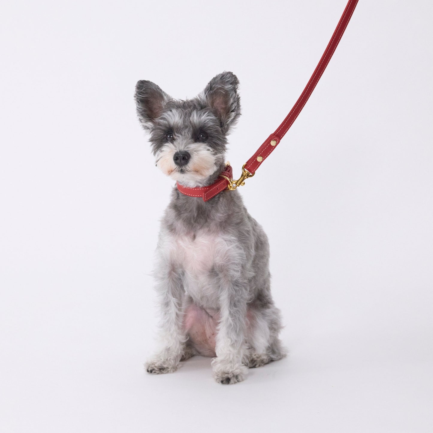 Classic standard dog collar & leash, Rosso S