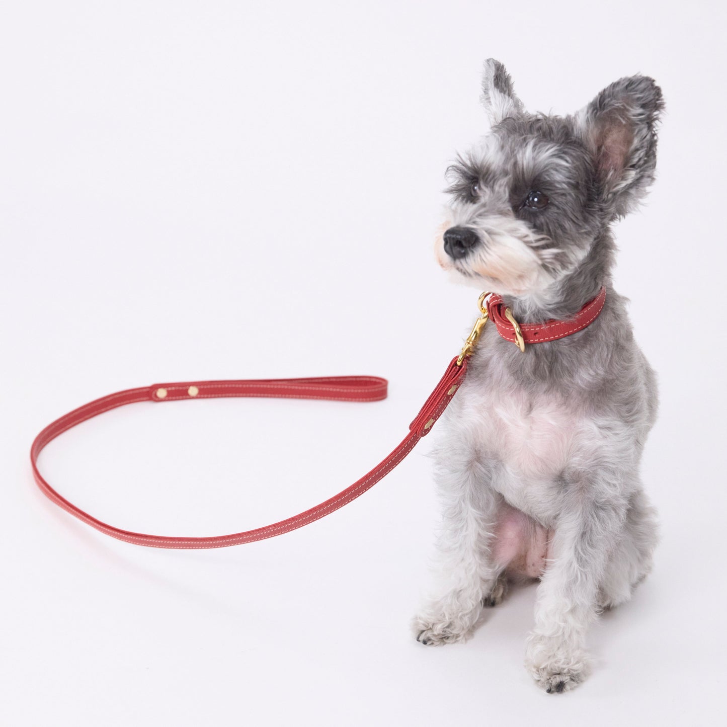 Classic standard dog collar & leash, Rosso S