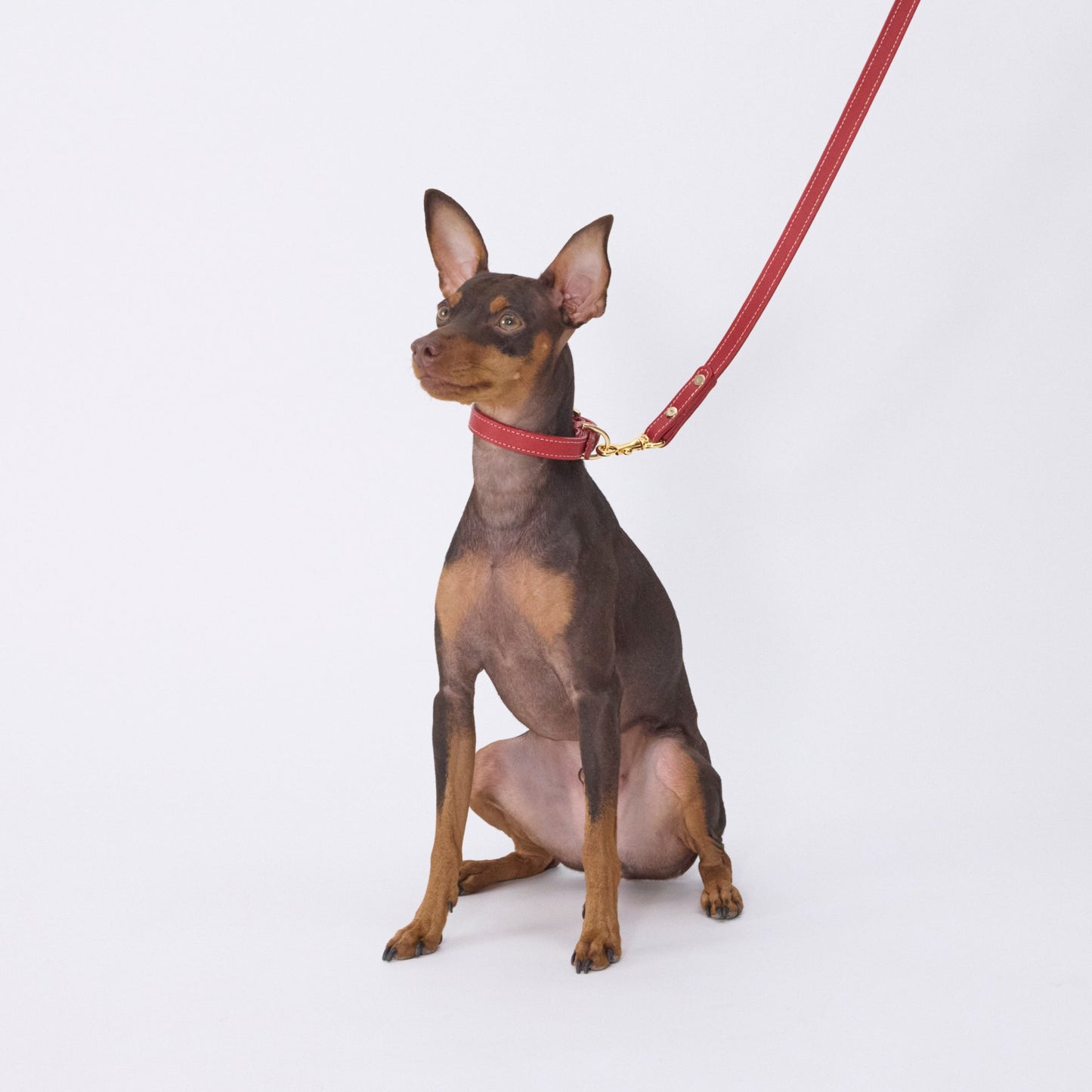 Classic standard dog collar & leash, Rosso S