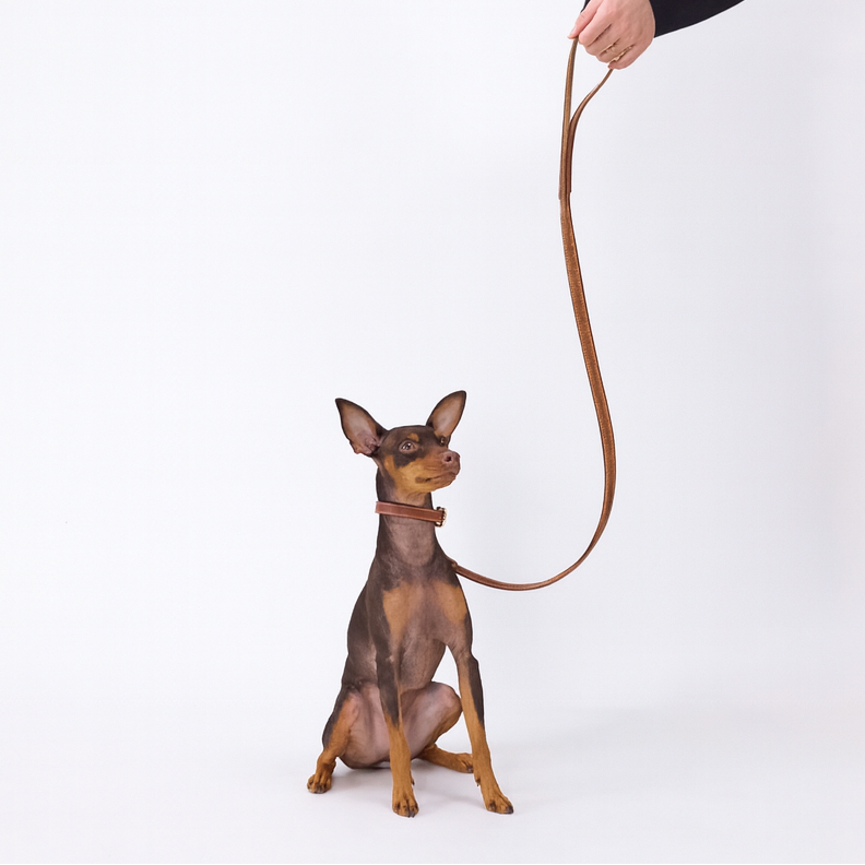 Classic standard dog collar & leash, Caramel S