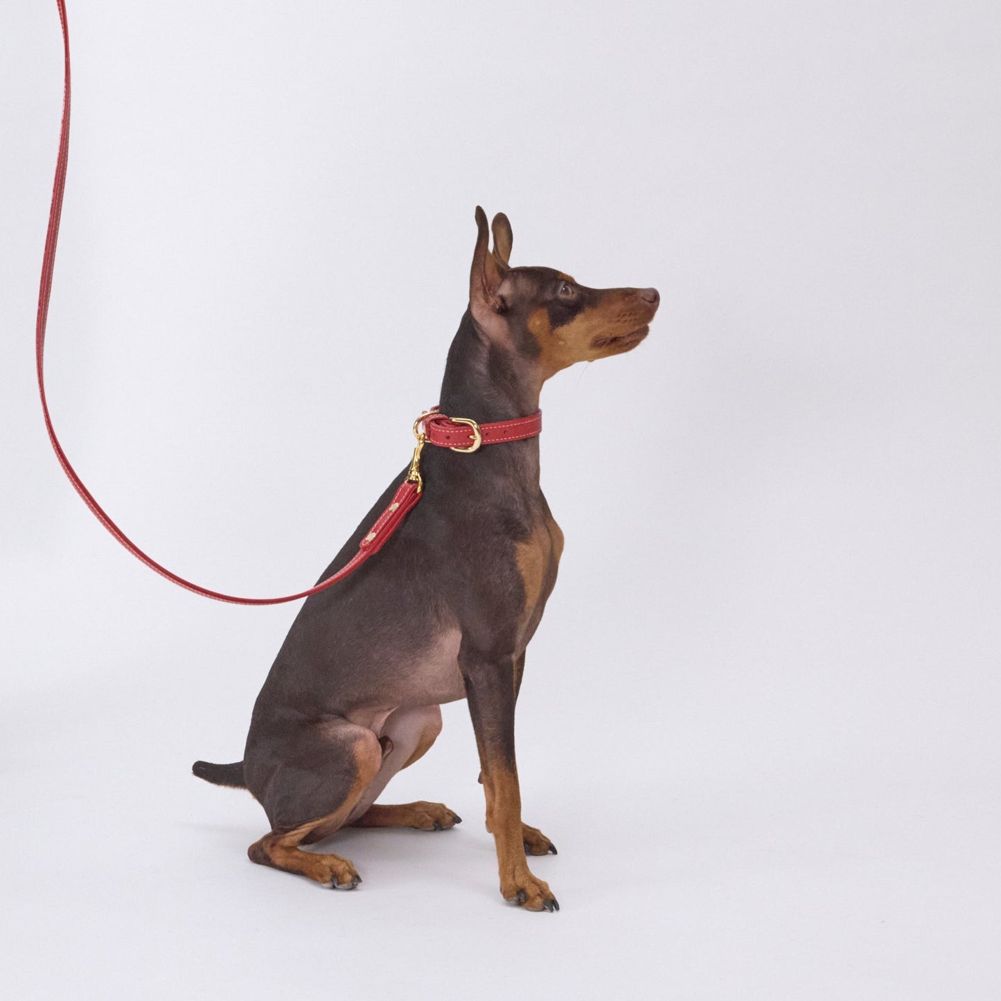 Classic standard dog collar & leash, Rosso S