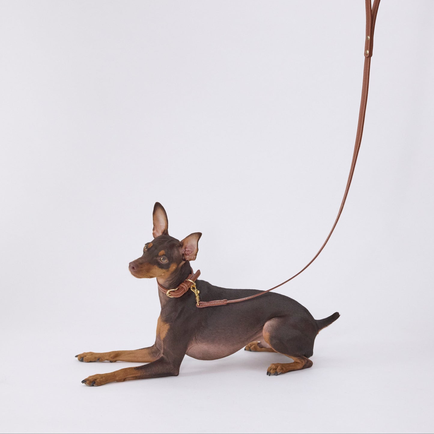 Classic standard dog collar & leash, Caramel S