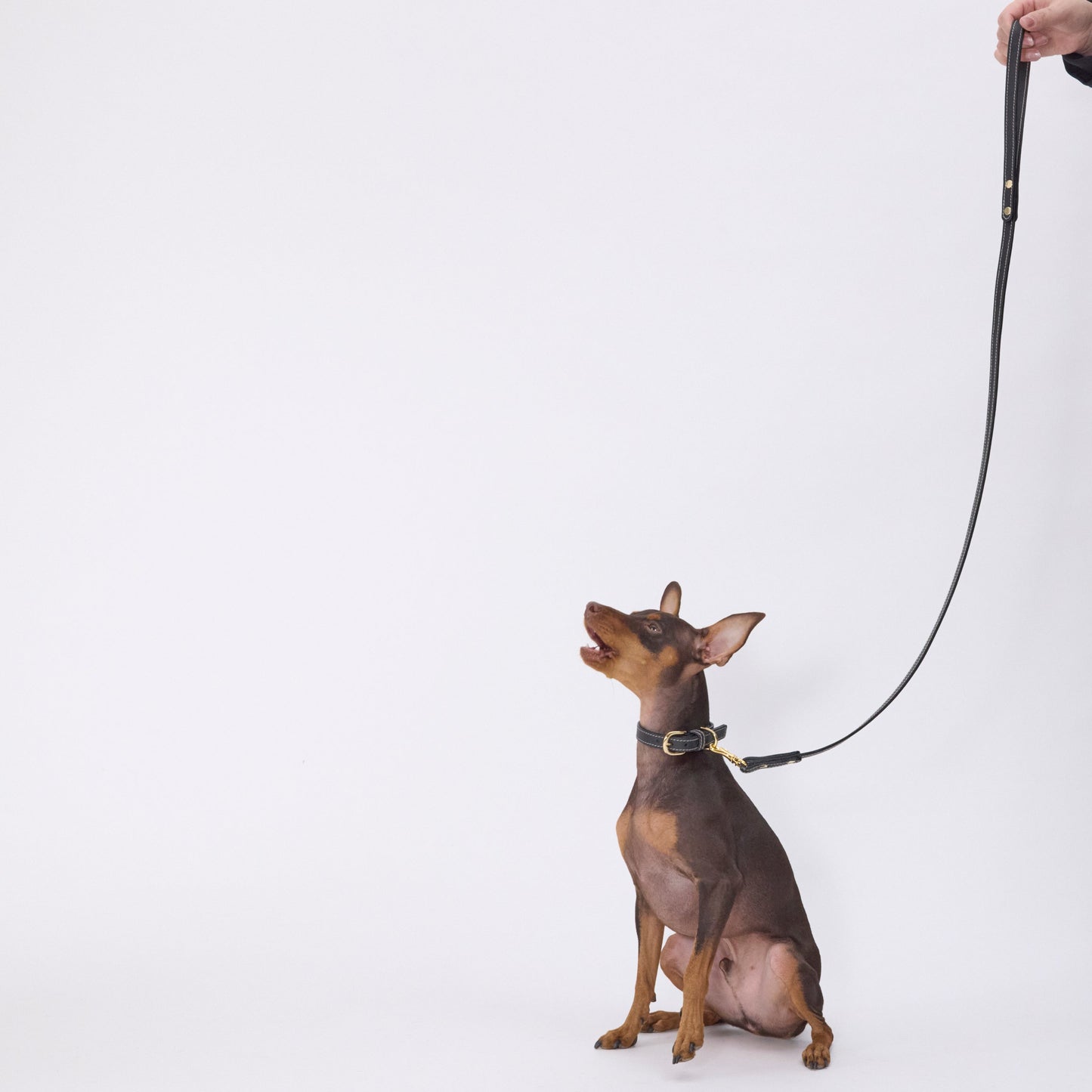 Classic standard dog collar & leash, Black S