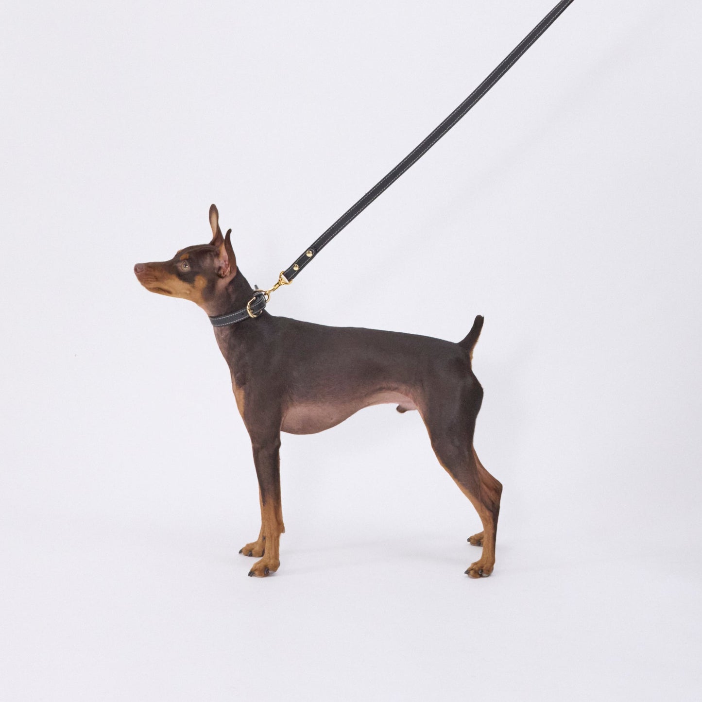 Classic standard dog collar & leash, Black S