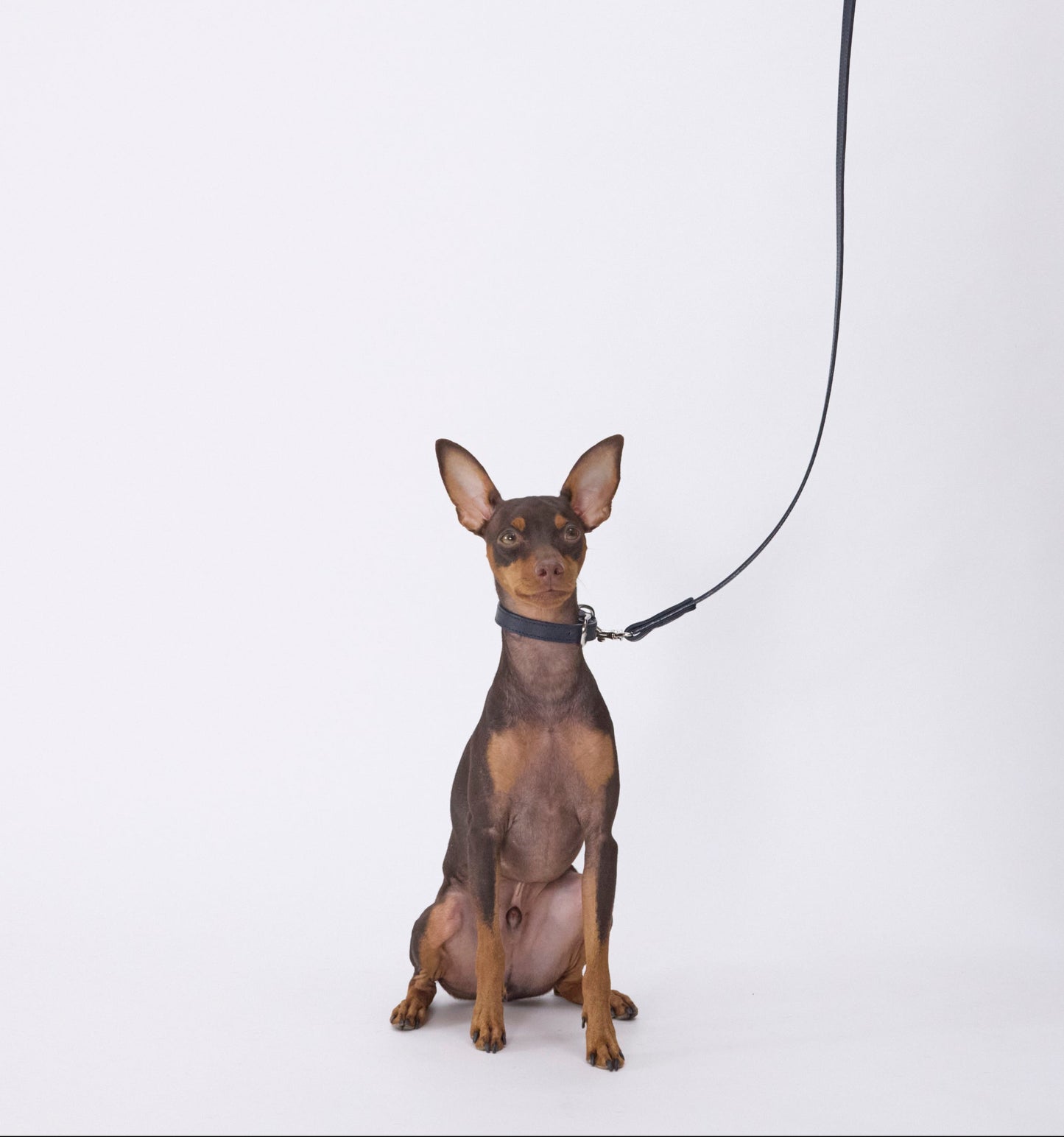 Classic standard dog collar & leash, Oceano S