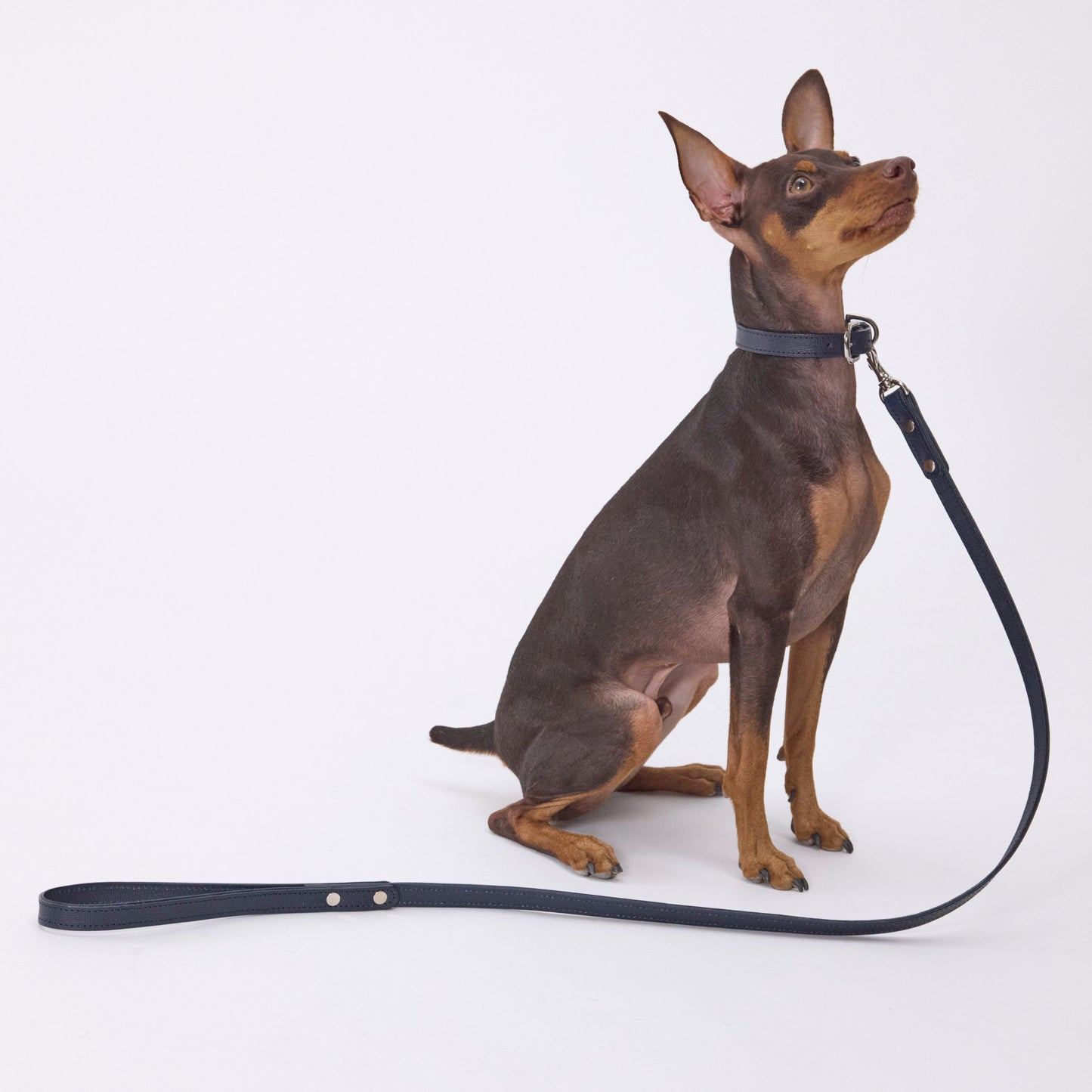 Classic standard dog collar & leash, Oceano S