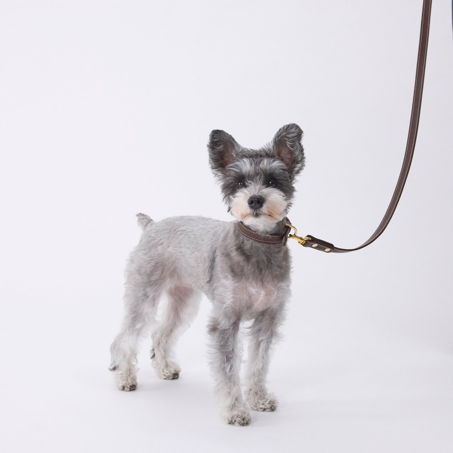 Classic standard dog collar & leash, Dark Brown S