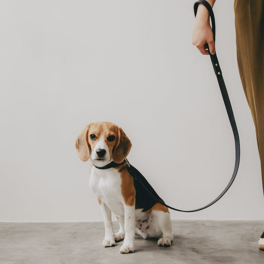 Classic standard dog collar & leash, Oceano (Navy) M