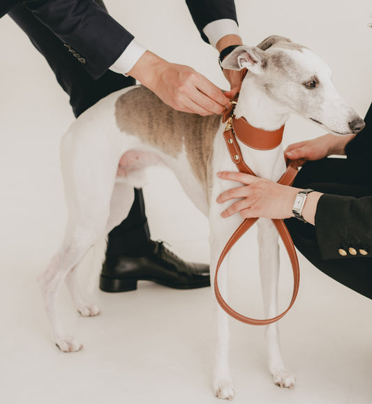 Classic wide dog collar & leash, Caramel M