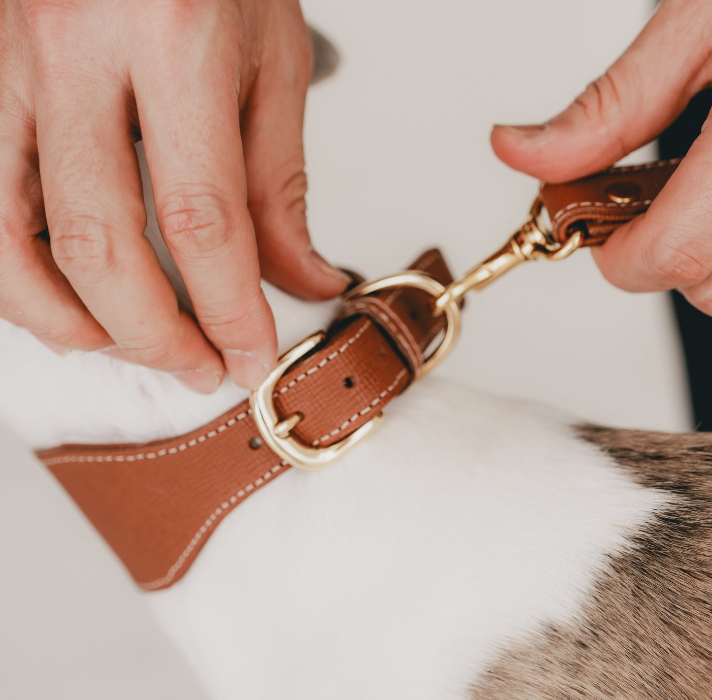 Classic wide dog collar & leash, Caramel M