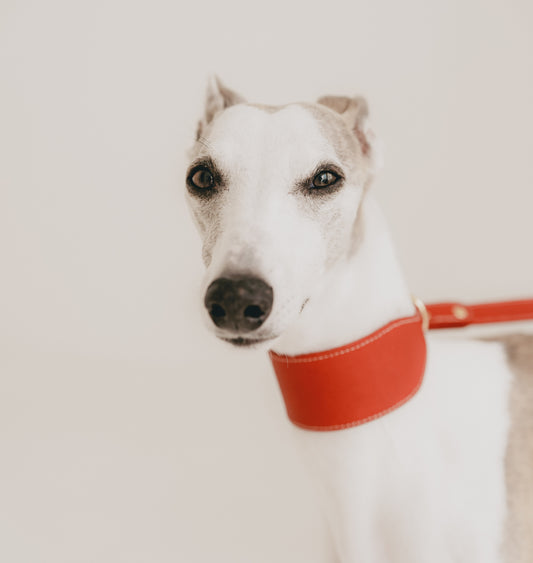 Classic wide dog collar & leash, Rosso M